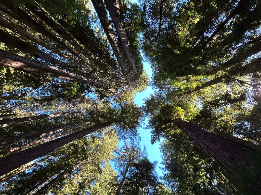 muir Woods.jpg